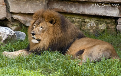 African Lion - (Panthera leo)