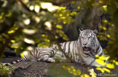 White Bengal Tiger - (Panthera tigris)