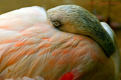 Chilean Flamingo - (Phoenicopterus chilensis)