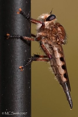 Red-footed Cannibalfly - (Promachus rufipes)