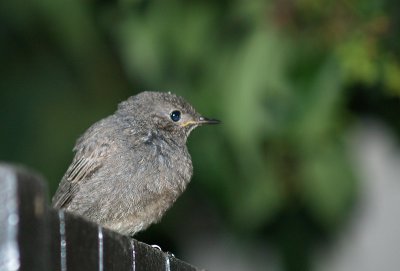 Little robin