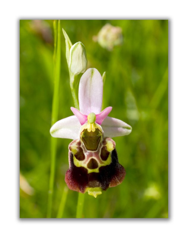 2970 Ophrys holoserica eliator