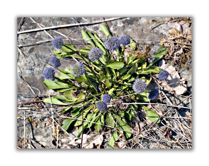 1889 Globularia punctata