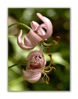 2879 Lilium martagon