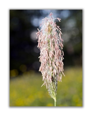 2526 Carex paniculata