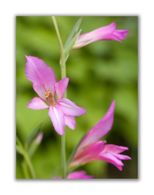 2917 Gladiolus italicus