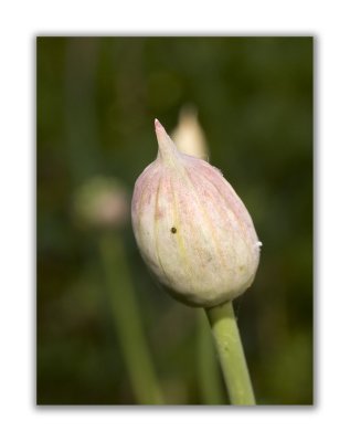2858 Allium sphaerocephalon