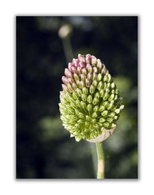 2858 Allium sphaerocephalon