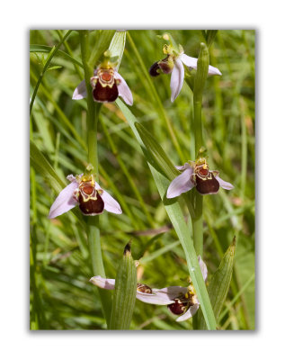 2965 Ophrys apifera