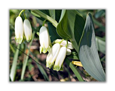 2904 Polygonatum odoratum