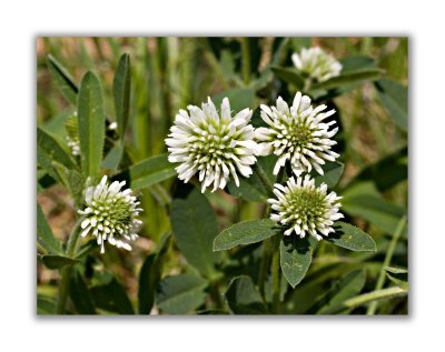 1134 Trifolium montanum