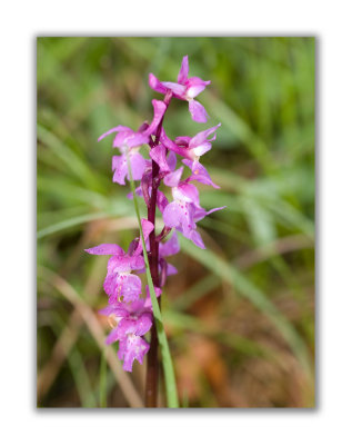 2991 Orchis mascula