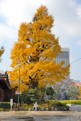 Yellow Tree.jpg