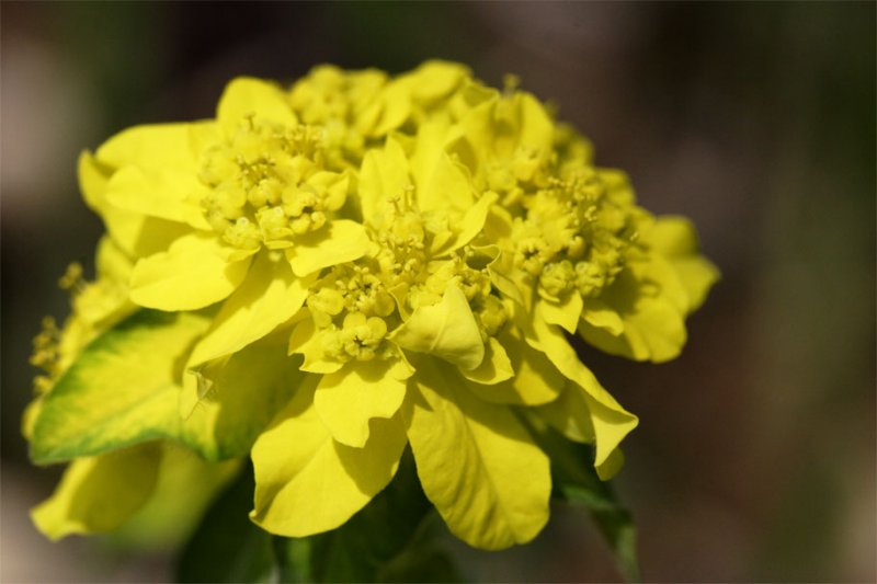 Euphorbia polychroma