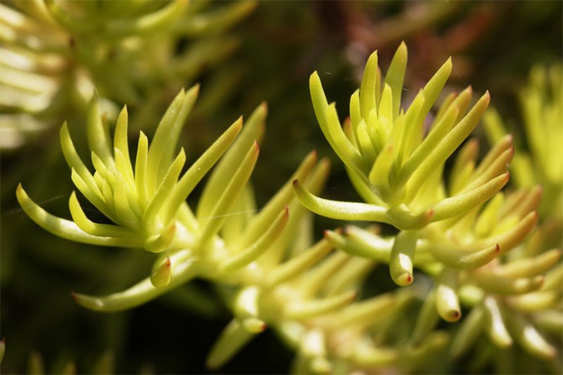 Sedum rupestre Angelina