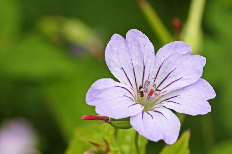 Geranium nodosum