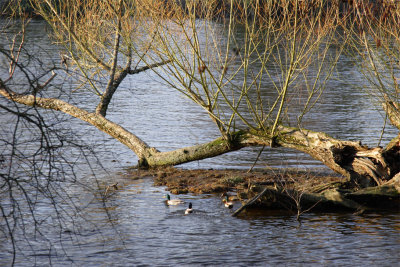 Au bord de la Vienne