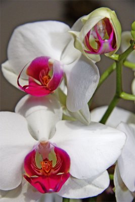 Orchids