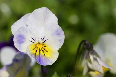 Viola cornuta