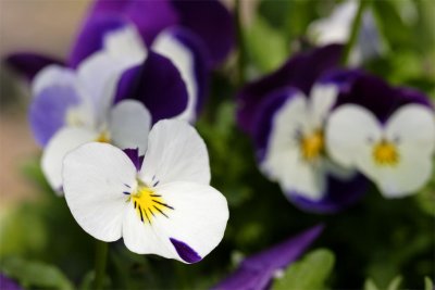 Viola cornuta