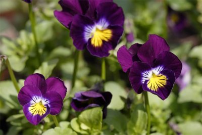 Viola cornuta