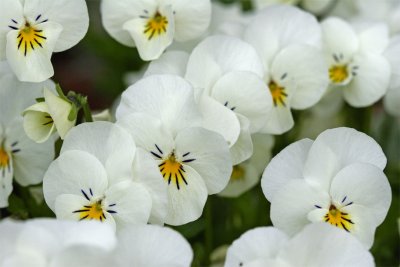 Viola cornuta