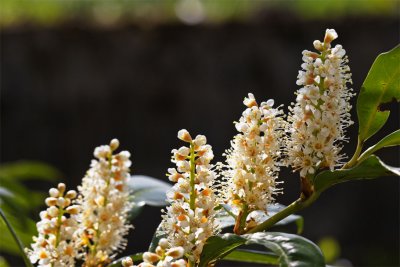 Prunus laurocerasus