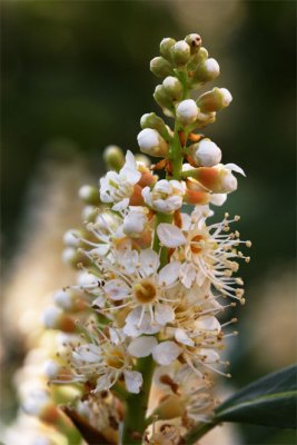 Prunus laurocerasus