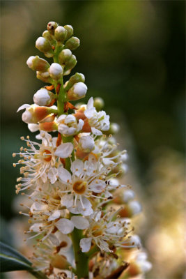 Prunus laurocerasus
