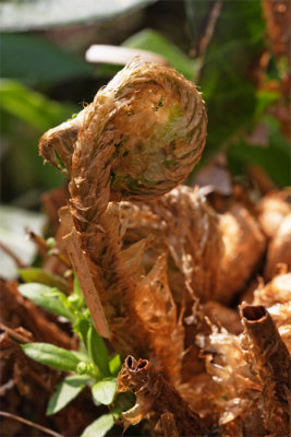 Dryopteris filix-mas