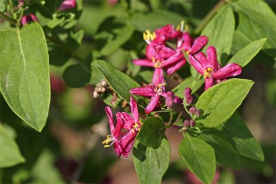 Lonicera tatarica