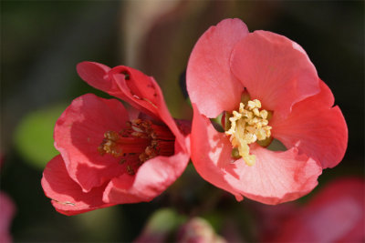 Chaenomeles japonica