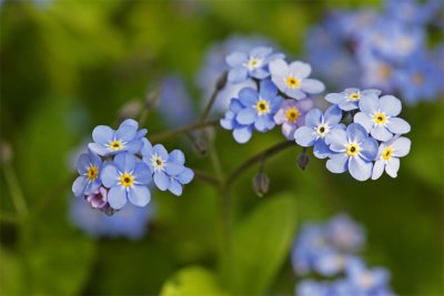 Myosotis