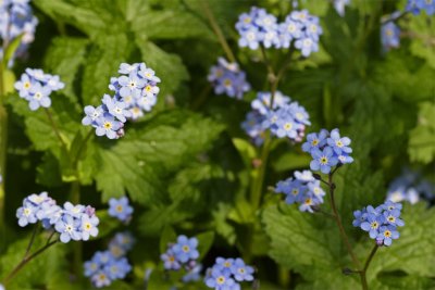 Myosotis