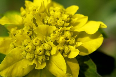 Euphorbia polychroma