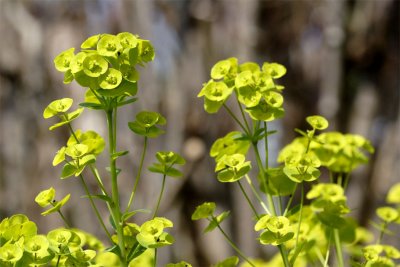 Euphorbia amygdaloïdes Robbiae