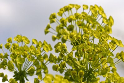 Euphorbia characias Wulfenii