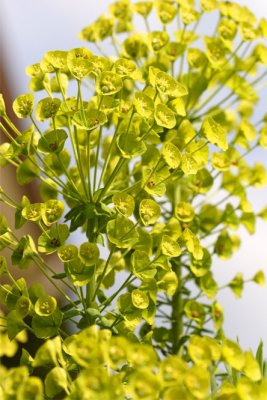 Euphorbia characias Wulfenii