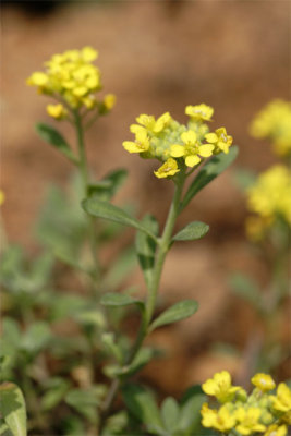 Alyssum montanum