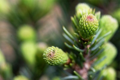 Picea abies echinoformis