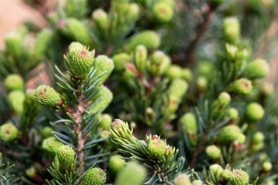 Picea abies echinoformis