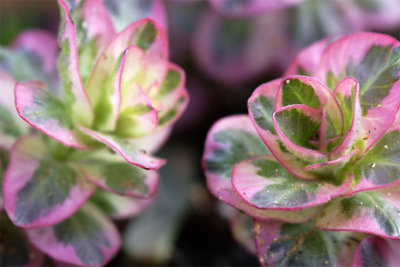 Lysimachia punctata Alexander