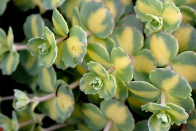 Sedum sieboldii Variegatum