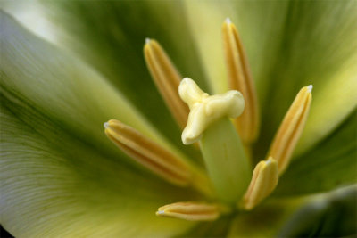 Tulipa viridiana