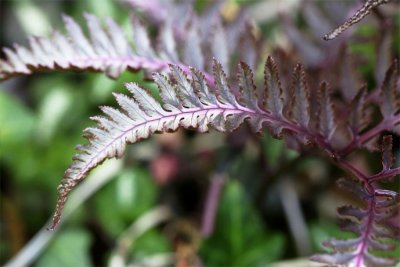 Athyrium niponicum Metallicum