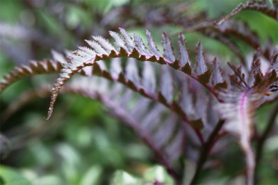 Athyrium niponicum Metallicum