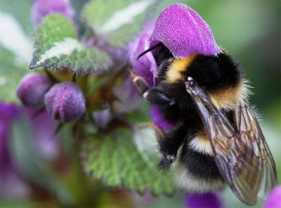Bourdon sur Lamium maculatum album