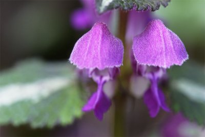 Lamium maculatum album