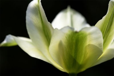 Tulipa viridiana