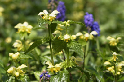 Lamium galeobdolon Florentinum